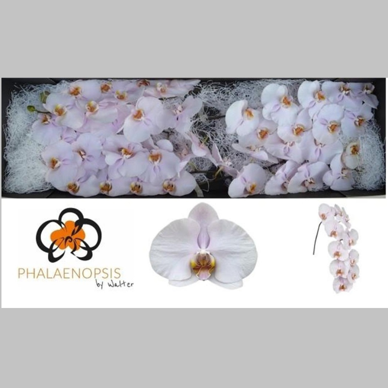 Orhidee Alba, Pachet (25 buc.)